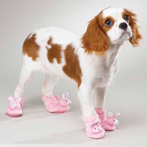 Designer dog shoes and fashion dog boots are stylish, fun, and functional! DOG NEWS DAILY to Bring Dog Owners the Latest News on All the New Dog Products.