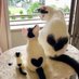 Home Pet A (@ahomepets) Twitter profile photo Home Pet A (@ahomepets) Twitter profile photo