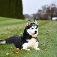 Robert034011's profile picture. 