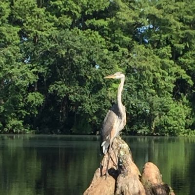 Rob95272857's profile picture. 71 year old Constitutional Conservative. I spend more time in my fishing kayak than I do on social media. It keeps me sane. MAGA🇱🇷 NO DM’S.