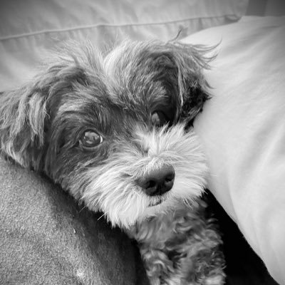 remedoge's profile picture. 