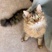 Mabel the Cat💕 (@missmabelmeows) 's Twitter Profile Photo