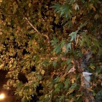 umıtalp (@um_talp) 's Twitter Profile