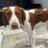e_spaniel's profile image