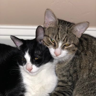 Bearmoose811's profile picture. 