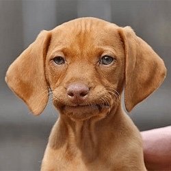 GrincheuxMe's profile picture. Becoming rather skilled at sniffing out lies.