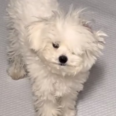 체리봄さんのプロフィール画像
