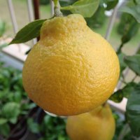 あまなつ (@amanatsubrog) 's Twitter Profile