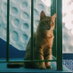 blegh (@quietabbycat) Twitter profile photo blegh (@quietabbycat) Twitter profile photo