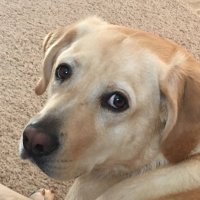 Melissa Klinebriel (@mklinebriel33) 's Twitter Profile