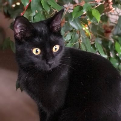 KrissyK29336053's profile picture. God, Family, Country🇺🇸Mom, Dyslexic, Small Business Owner, Weightlifter