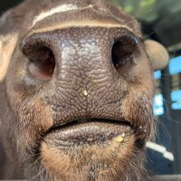 Buffaloed (@buffaloed777) 's Twitter Profile