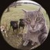 r (@rabiademira) Twitter profile photo r (@rabiademira) Twitter profile photo