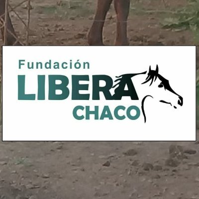 Nos dedicamos al rescate y rehabilitación de caballos maltratados