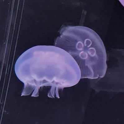 晴空さんのプロフィール画像