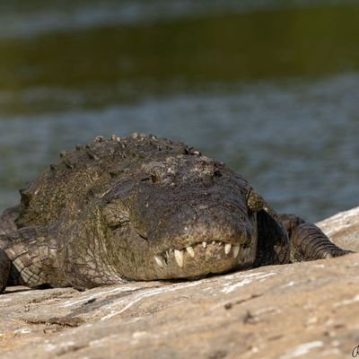 RSP93278424's profile picture. 