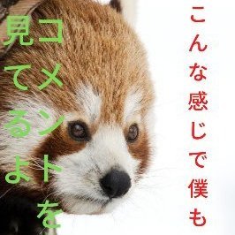 このアカウントでは知らない動物を知ることができるはずです。
様々な動物さんの画像を紹介しています。
知りたい動物を教えてもらえると嬉しいです。
レッサーパンダやオーストラリアの動物が多いです。
フォローやいいねありがとうございます！