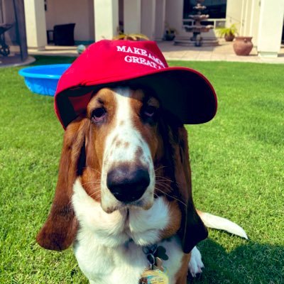 Proud American Conservative. America First! The Democrat Party is the party of the devil. The Republican Party is worthless. Basset Hounds are the best dogs.