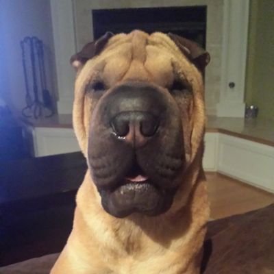 BobbyLand24's profile picture. 🇺🇲 Just a Freedom-Loving, TrueBlood, America-FIRST Male that Loves God, Family, Country, Dogs, Hunting, Outdoor Photography & believes in Term Limits! 🚫RINOs