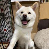 白柴白玉 (@shibashiratama) 's Twitter Profile Photo 白柴白玉 (@shibashiratama) 's Twitter Profile Photo