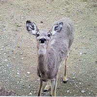 Wojtuś 🇵🇱🇨🇦 (@oldguyhuh) 's Twitter Profile
