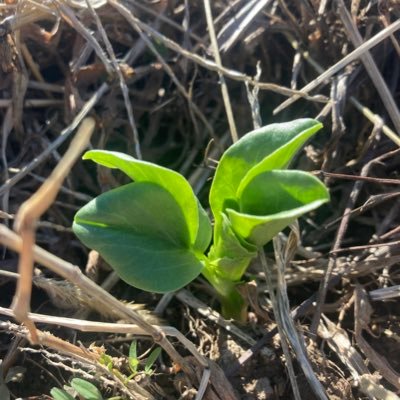 inanna_2019's profile picture. 