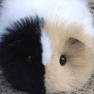 예정さんのプロフィール画像