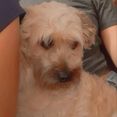 Steph631792291's profile picture. Me encanta la musica pop, amante de los perros 🐶