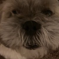 Bryan Perez Vaquero (@vaquero_bryan) 's Twitter Profile