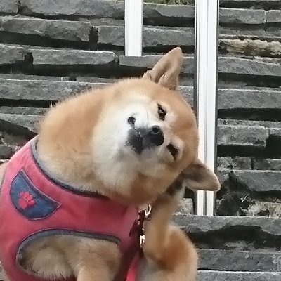 東日本大震災原発事故から１３年が経過誰が何と言おうと原発はいりません。 
１６年７月１２日小高の避難指示が解除され７年経過、避難から５年９ケ月、１６年１２月１７日小高へ戻り日常をつぶやいています。
 アイコンは愛犬「小雪」柴犬♀️２２年２月２２日 １２歳３ヶ月で虹の橋を渡りました。
(鍵付フォローはブロックします)