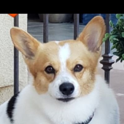 pttier's profile picture. RF follower