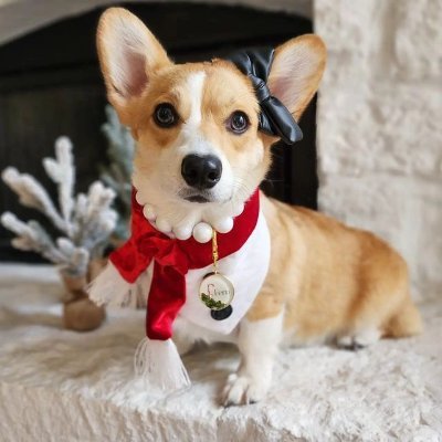 Welcome to the #Corgis owners club page!✌
Follow us for smile☺
This page is dedicated for all #Corgi Owners (All Content is not ours)DM us if any issues