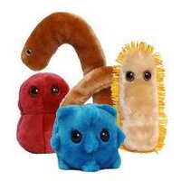 MicrobioUMH (@microbioumh) 's Twitter Profile