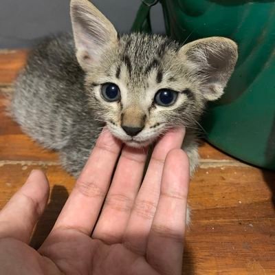 Rose599816072's profile picture. Be you 🐼