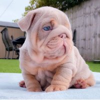 bulldog dog(@bulldogdog5) 's Twitter Profileg