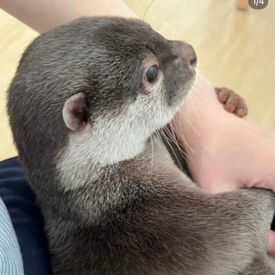R U サイテンポさんのプロフィール画像