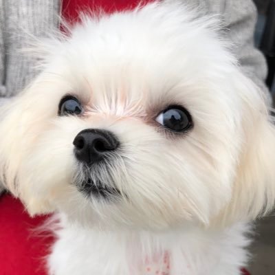 ちしゃもさんのプロフィール画像