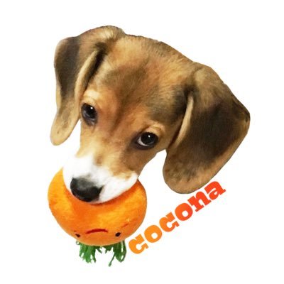 cocona_darake Profile Picture