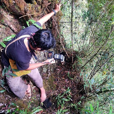 A botanist who live in The Bird's Head Peninsula, Indonesian New Guinea

Sic Parvis Magna