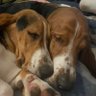 winstonbassett's profile picture. Winston OTRB 11/07 - 06/22. Legendarily Handsome! Now run by beautiful Hazel and Winnie!