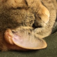 いずきの (@ch8iqf) 's Twitter Profile Photo