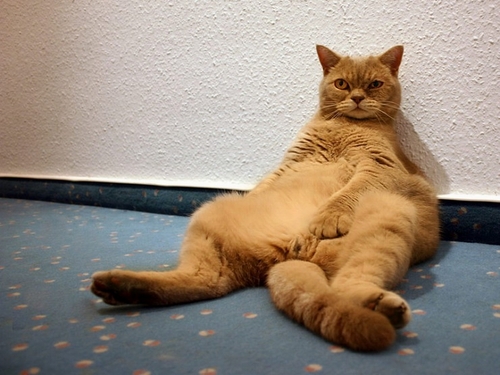 78Alesha's profile picture. Анетта #Руж стихи #Взаимный #фолловинг, добавляю в ответ