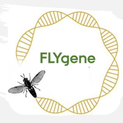 FLYgene
