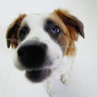 kahejalgne trohheus (@lotragon) 's Twitter Profile Photo