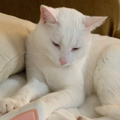 lcaruso_lmt's profile picture. 