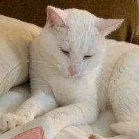 Cat (@lcaruso_lmt) 's Twitter Profile Photo Cat (@lcaruso_lmt) 's Twitter Profile Photo