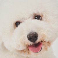 ごきげん犬(@melomelogokigen) 's Twitter Profile Photo