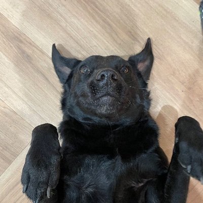 tomjchilvers's profile picture. tweet tweet