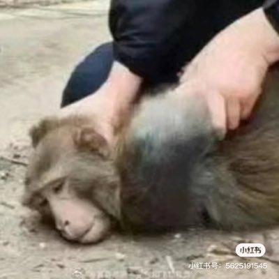 PQingyao's profile picture. 哈哈哈