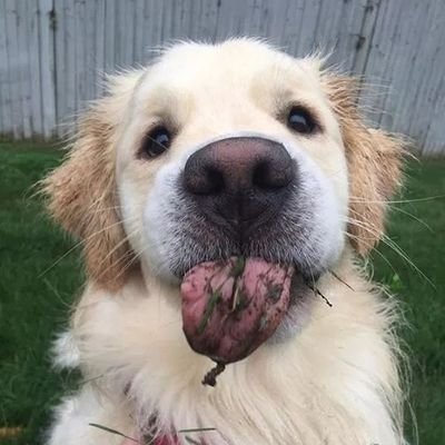 sheltermomma's profile picture. shelter worker, lover of all animals and proud mom of a son and many critters. *team wales*  FO sussex narcissists